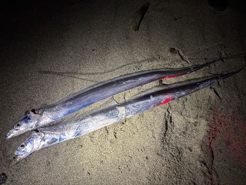 タチウオの釣果