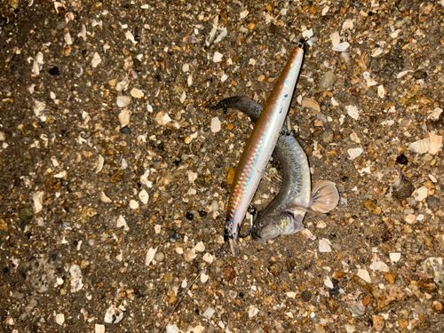 アナハゼの釣果