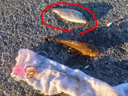 ウミタナゴの釣果