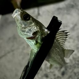 セイゴ（マルスズキ）