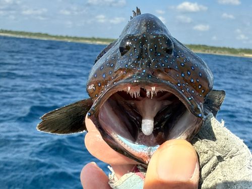 アオノメハタの釣果