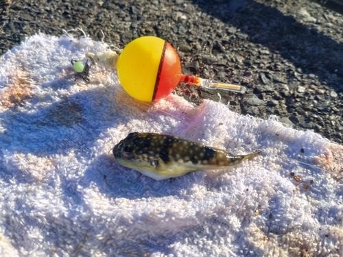 クサフグの釣果