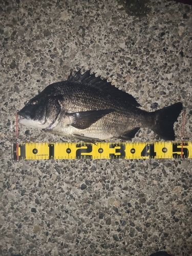 若洲海浜公園海釣り施設