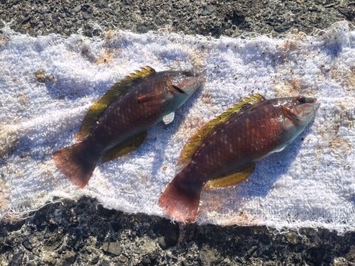 ホシササノハベラの釣果