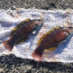 ホシササノハベラ