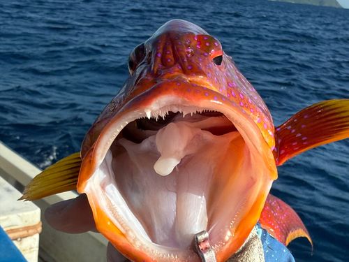 バラハタの釣果