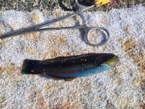 ニシキベラの釣果