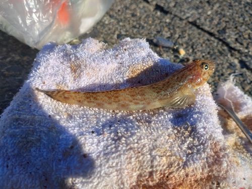 サビハゼの釣果