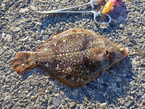 ホシガレイの釣果