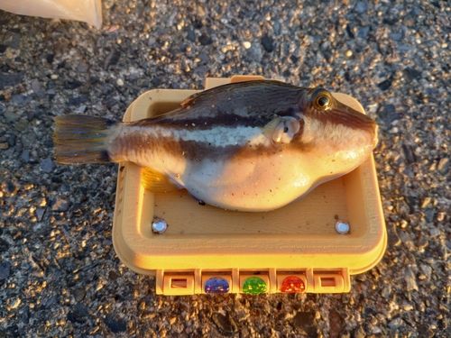 キタマクラの釣果