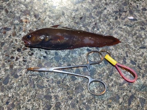 チゴダラの釣果