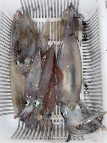 ヤリイカの釣果