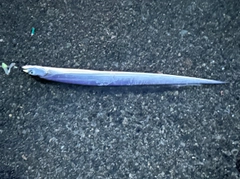 タチウオの釣果