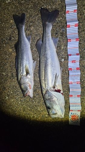 シーバスの釣果