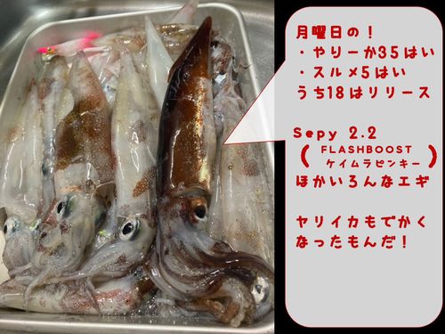 スルメイカの釣果