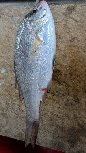 ウミタナゴの釣果