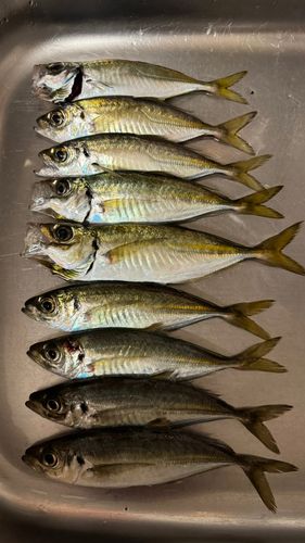 アジの釣果