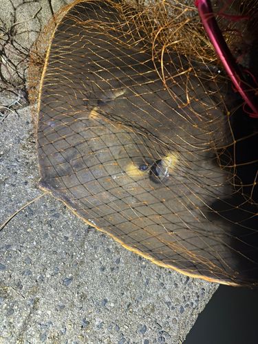 アカエイの釣果