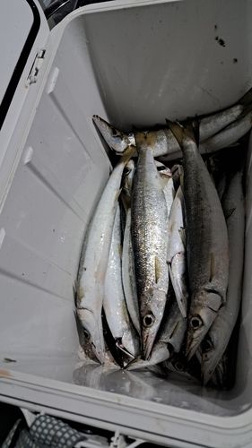 カマスの釣果
