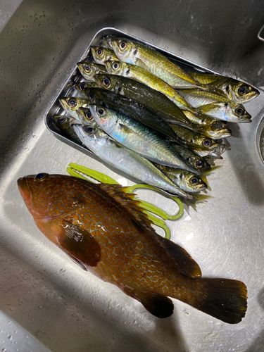 キジハタの釣果