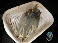 イカの釣果