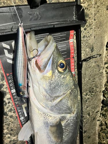 シーバスの釣果