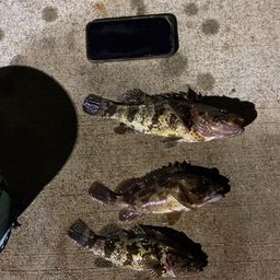 タケノコメバル