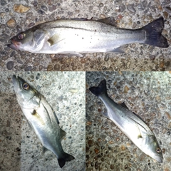 セイゴ（マルスズキ）の釣果