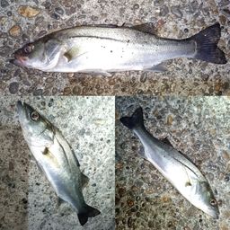 セイゴ（マルスズキ）