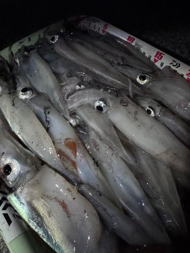 ヤリイカの釣果