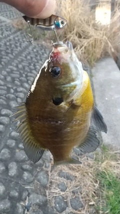 ブルーギルの釣果