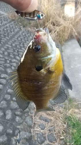 ブルーギルの釣果