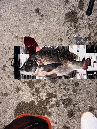 クロダイの釣果