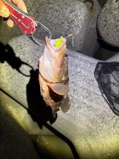 キジハタの釣果