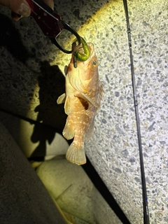 キジハタの釣果