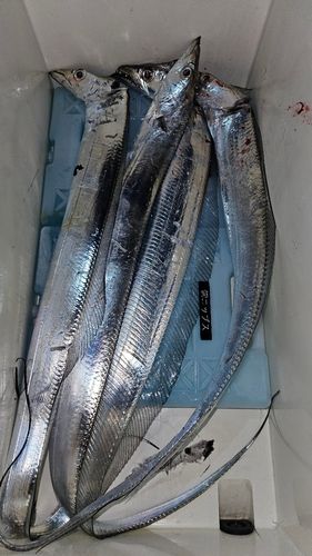 タチウオの釣果