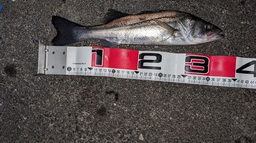 セイゴ（タイリクスズキ）の釣果