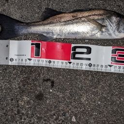 セイゴ（タイリクスズキ）