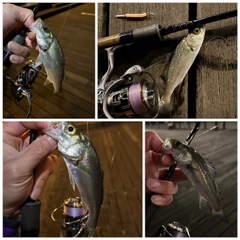 シーバスの釣果