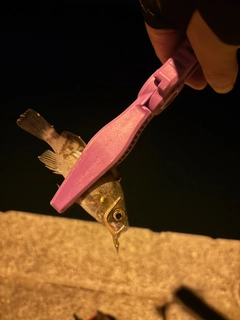 オジサンの釣果