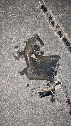 セイゴ（タイリクスズキ）の釣果