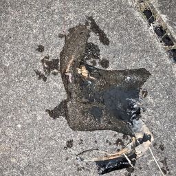 セイゴ（タイリクスズキ）