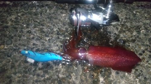 ケンサキイカの釣果