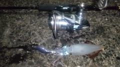 ケンサキイカの釣果