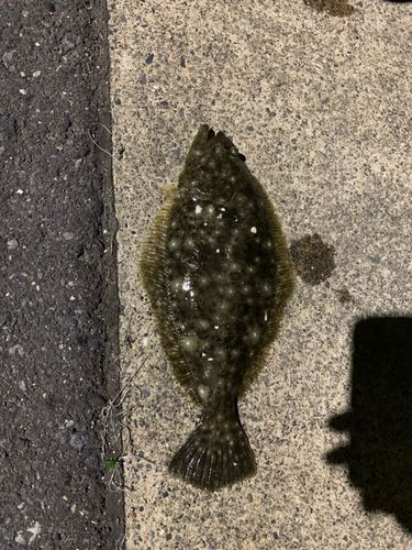 ヒラメの釣果