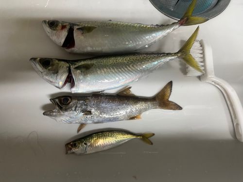 サバの釣果