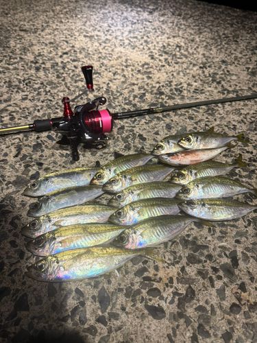 アジの釣果
