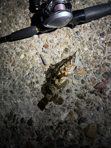 タケノコメバルの釣果