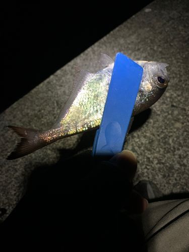ハタンポの釣果