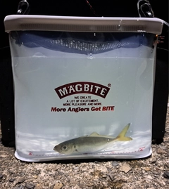 マアジの釣果